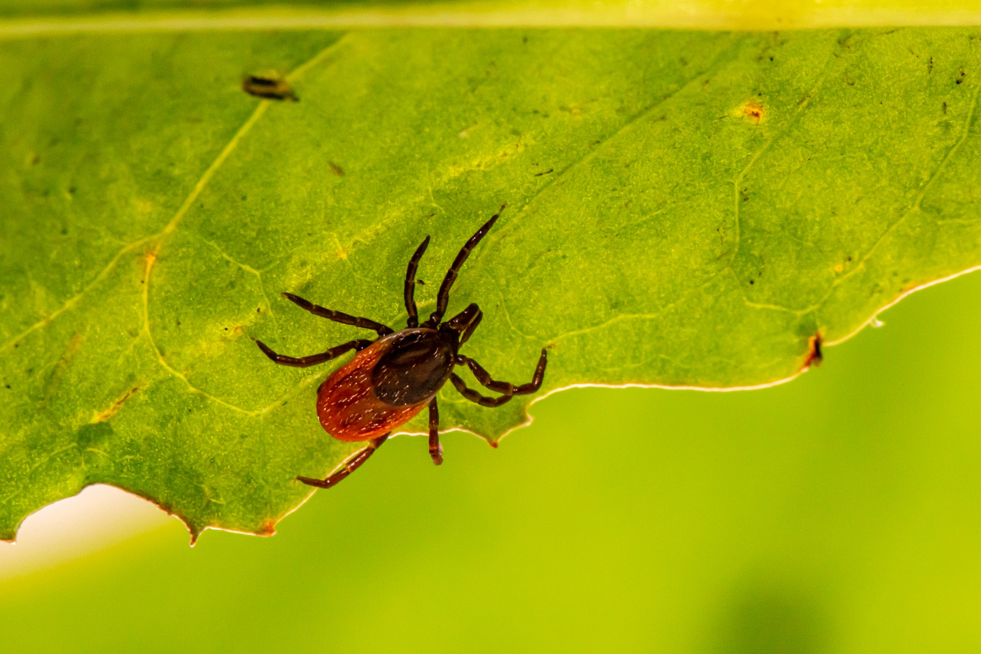 Lyme Disease Affects More Celebrities Than You Think