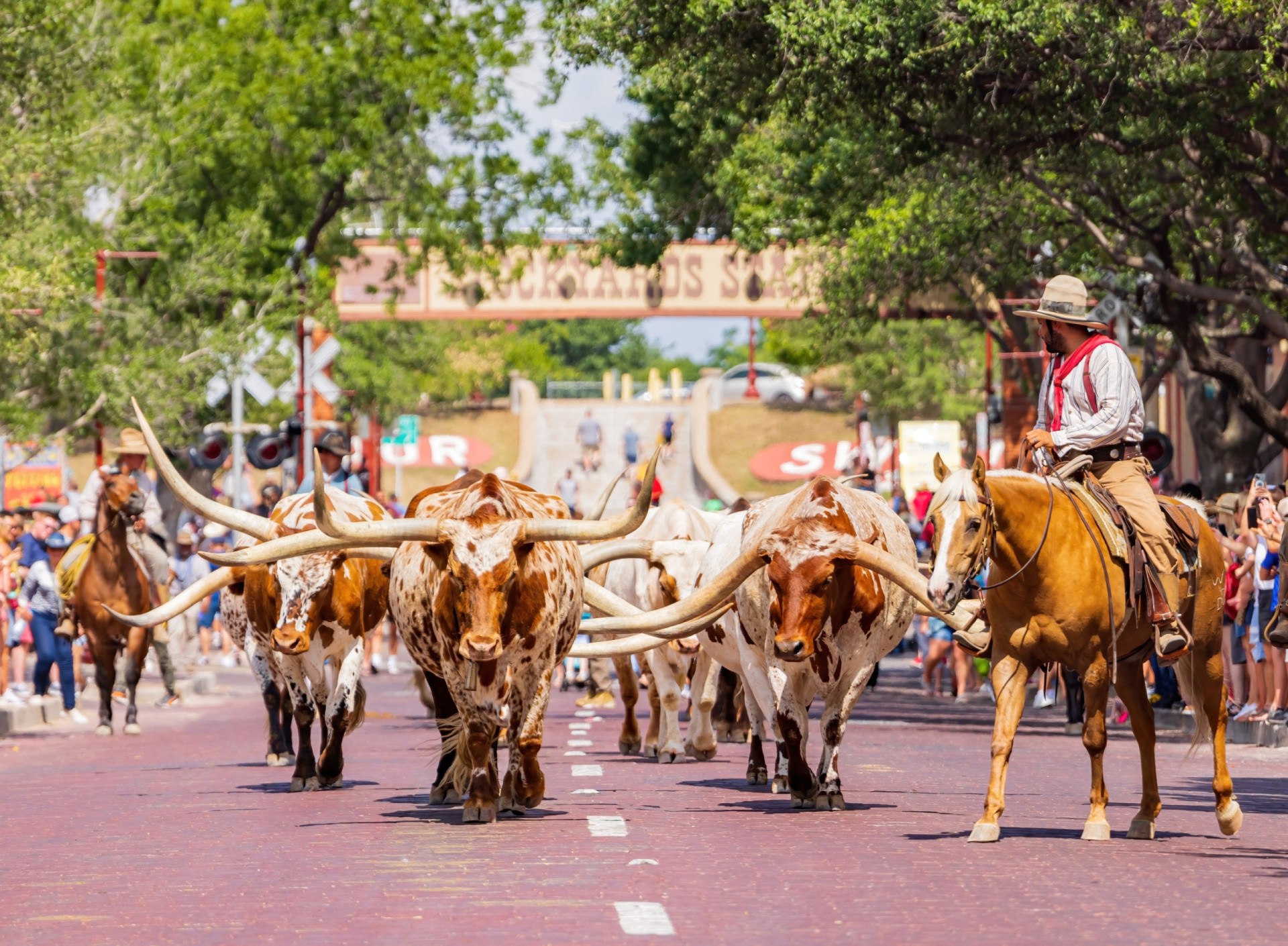 <p>Looking for a memorable Western experience? Things like stock shows, cattle drives, and bull riding? Then head over to Fort Worth, Texas. And here's a tip: the National Cowgirl Museum and Hall of Fame will host a 2024 exhibit honoring the Mexican female horseback riding tradition of <em>escaramuza charra</em>. Saddle up, ladies!</p><p>You may also like:<a href="https://www.starsinsider.com/n/463335?utm_source=msn.com&utm_medium=display&utm_campaign=referral_description&utm_content=636762en-en_selected"> What is licorice good for?</a></p>