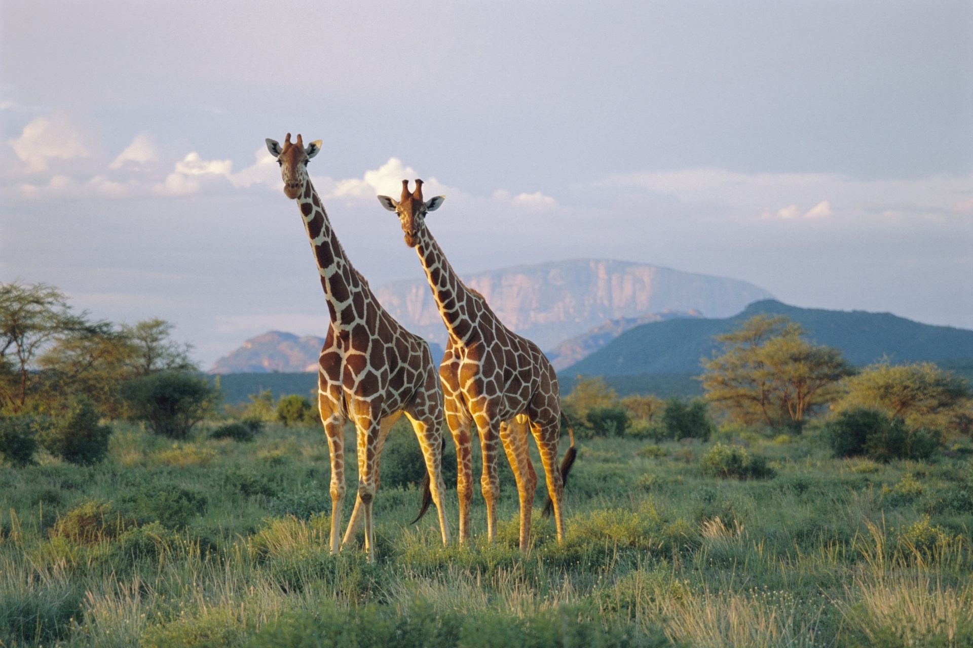 The ‘silent extinction’ of giraffes and other majestic mammals