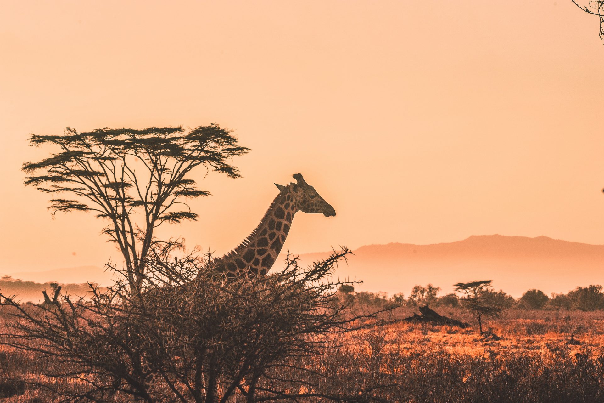 The ‘silent extinction’ of giraffes and other majestic mammals