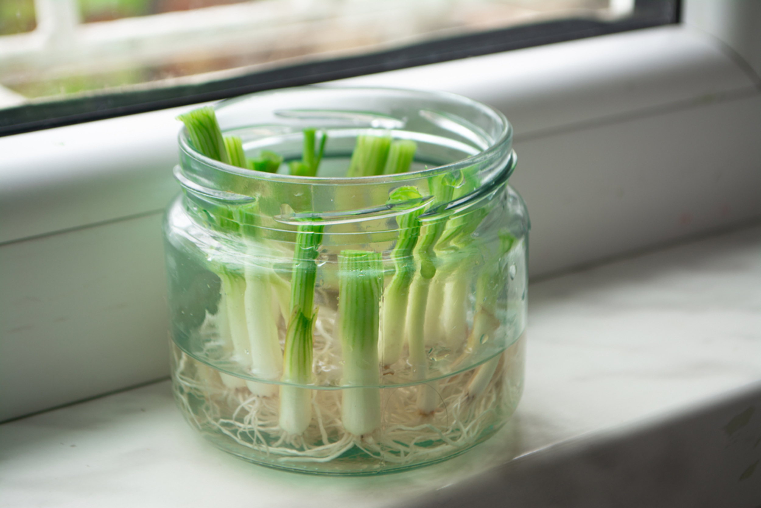 <p>Once you've chopped green onions (or scallions) for your salad, keep the ends in a glass jar of water. You'll have a whole new batch within a matter of days. Set the jar in a sunny windowsill for maximum growth. </p><p><a href='https://www.msn.com/en-us/community/channel/vid-cj9pqbr0vn9in2b6ddcd8sfgpfq6x6utp44fssrv6mc2gtybw0us'>Follow us on MSN to see more of our exclusive lifestyle content.</a></p>