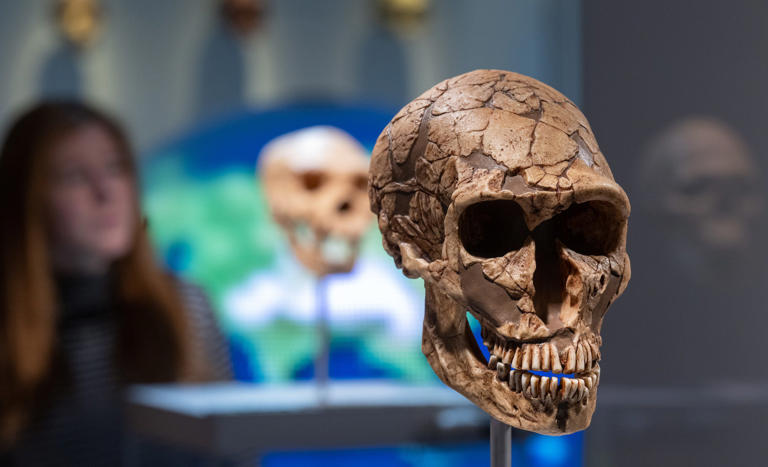 The cast of a Neanderthal skull is displayed in the Chemnitz State Museum of Archaeology. Hendrik Schmidt/picture alliance via Getty Images