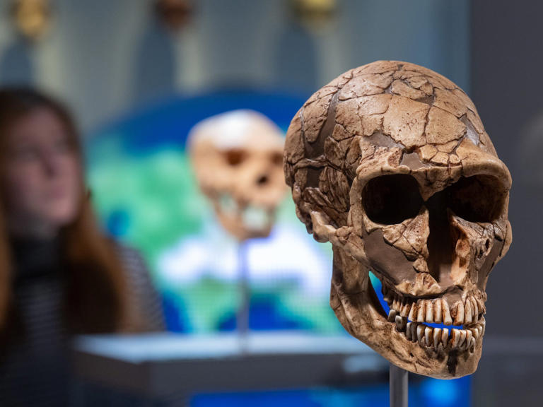 The cast of a Neanderthal skull is displayed in the Chemnitz State Museum of Archaeology Hendrik Schmidt/picture alliance via Getty Images