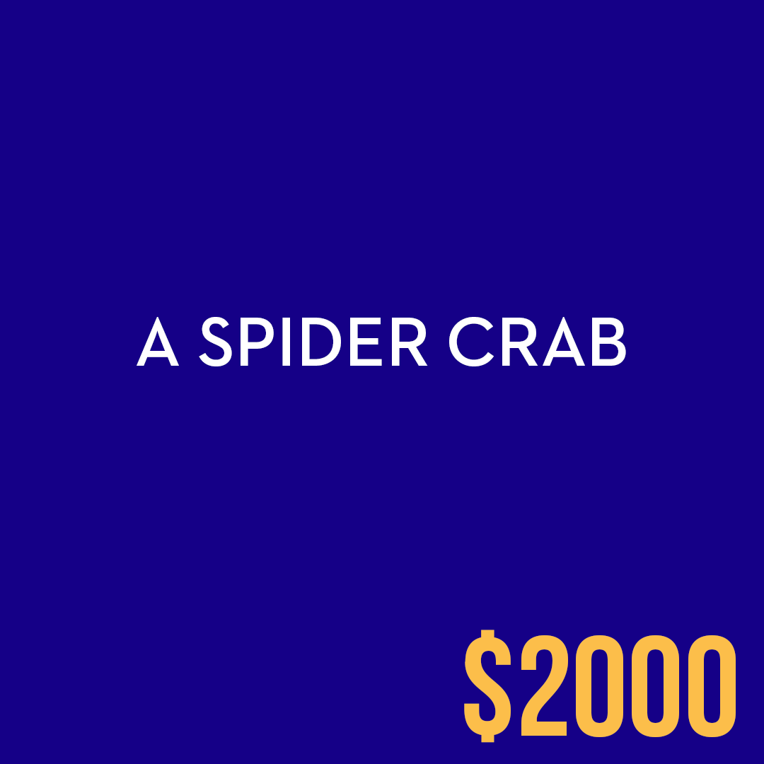 <p>A spider crab</p>