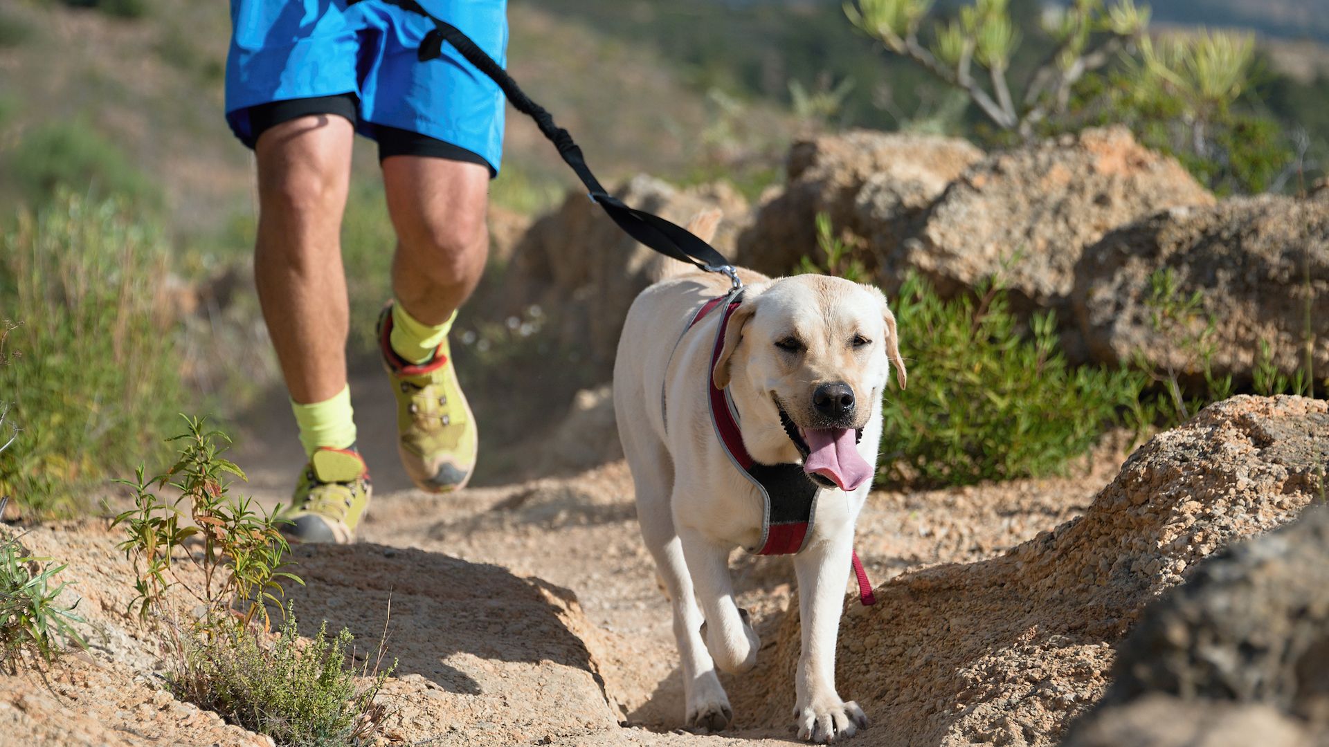 <p>                     Everyone knows a dog needs daily exercise, but so do you! A <a href="https://www.nature.com/articles/s41598-019-41254-6" rel="nofollow">British scientific report </a>found that dog owners were almost four times more likely to get the recommended amount of physical activity than non-dog owners.                   </p>                                      <p>                     Get involved in any kind of jogging with your dog, and you will burn even more calories.                   </p>