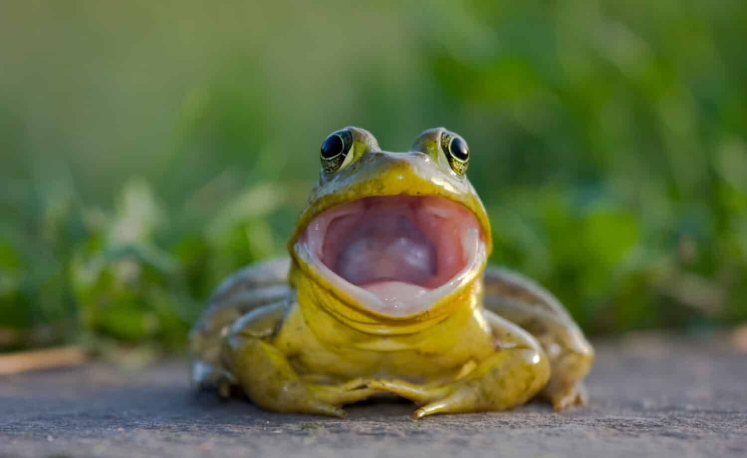 12 Types of Frogs in Ohio (Are Any Poisonous?)