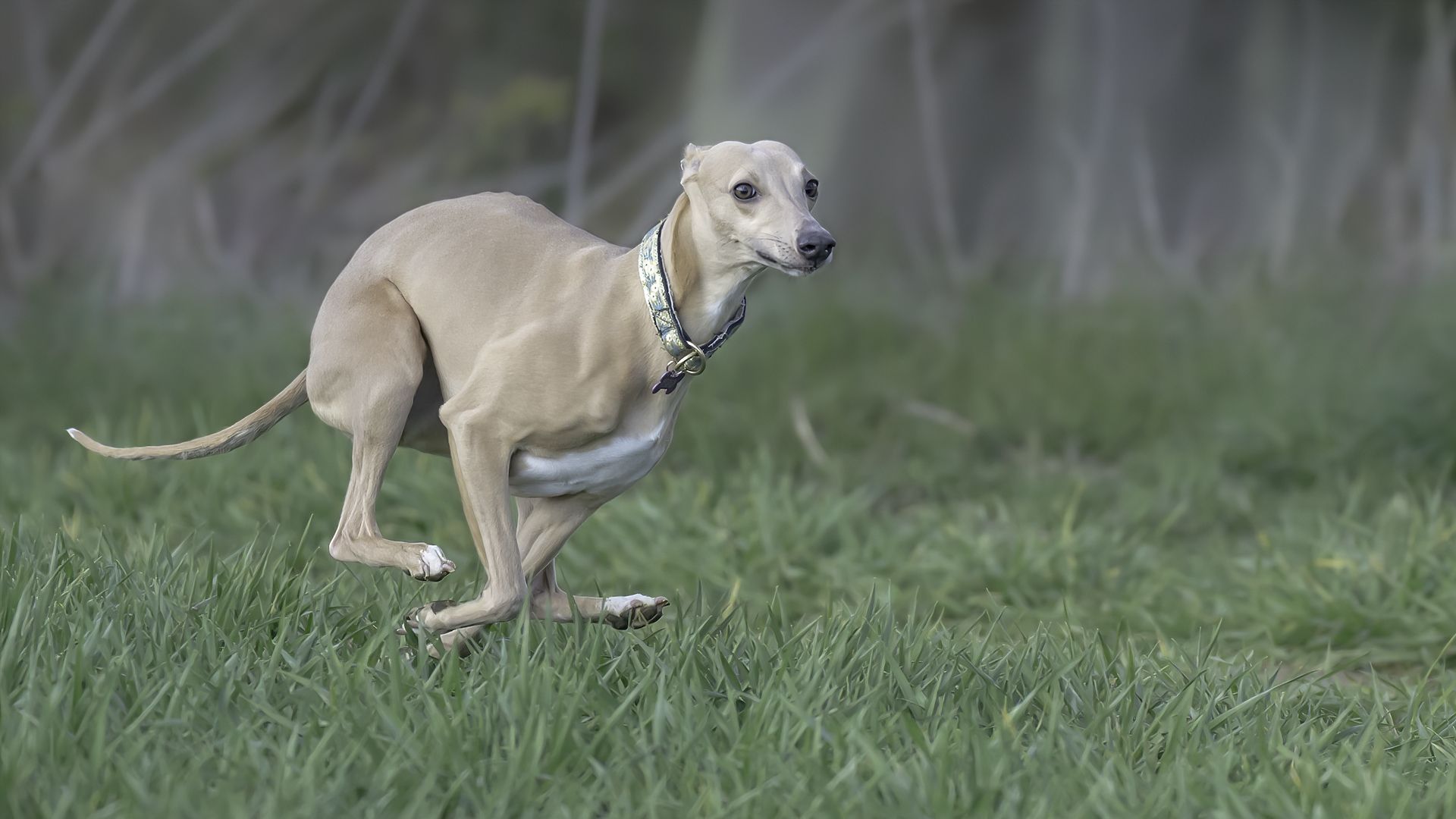 <p>                     Not all breeds are fast, naturally, but most dogs have a dazzling turn of foot, and even short-legged breeds such as Jack Russell Terriers can reach speeds of 30mph. The fastest dog around, the Greyhound, can sprint up to 45mph! Their zoomies are a sight to behold.                   </p>
