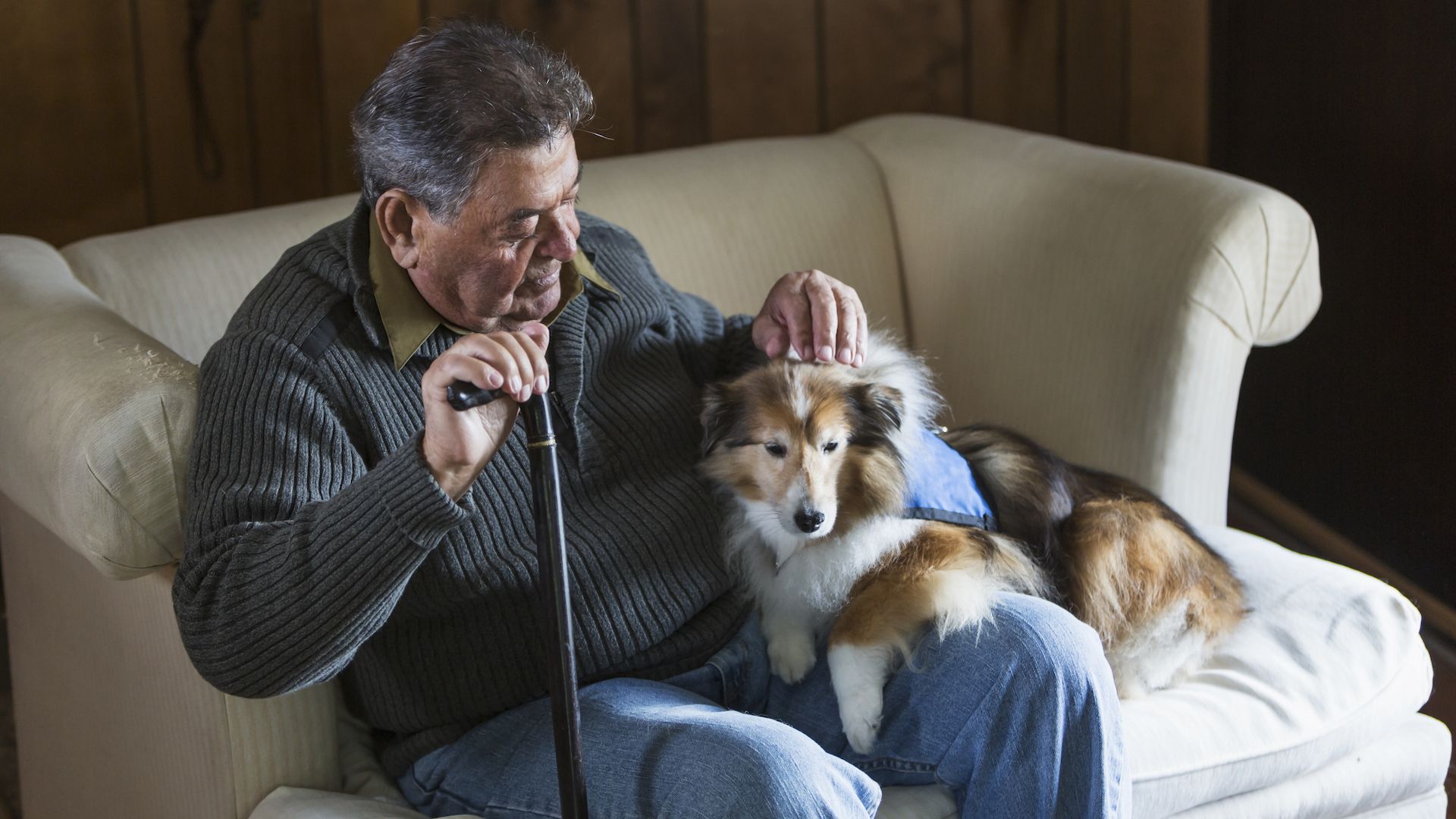 <p>                     There’s a reason that therapy dogs are used in disaster zones as well as care homes, hospices and the like. <a href="https://www.ncbi.nlm.nih.gov/pmc/articles/PMC9114472/" rel="nofollow">Studies</a> show that people suffering from post-traumatic stress disorder gain huge comfort from a service dog and improve their coping mechanisms and quality of life.                   </p>