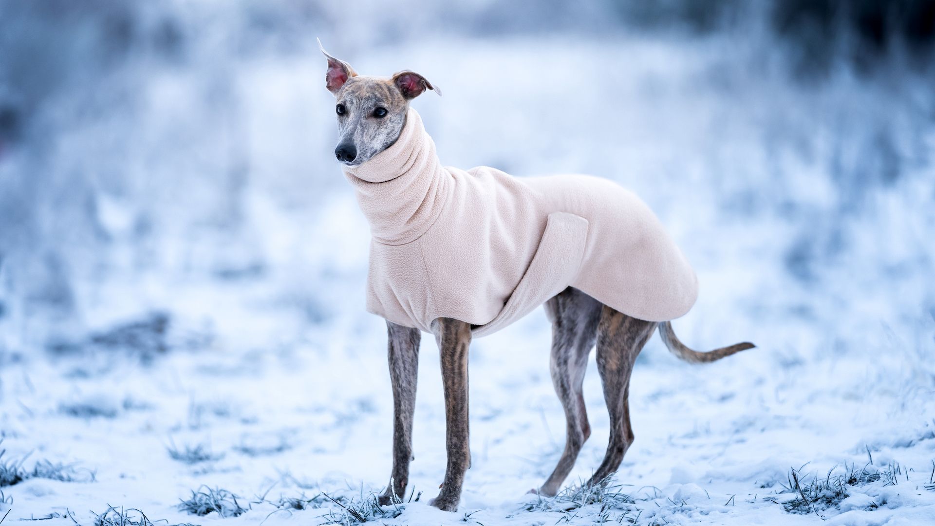 <p>                     High-vis coat for night-time walking, or a fleecy one for frosty days – yes, please! Different leashes to match your hats – why not? An Argentinean gaucho collar or tasteful Christmas jumper – stylish. The list goes on, and you might spend most of your salary on it.                   </p>