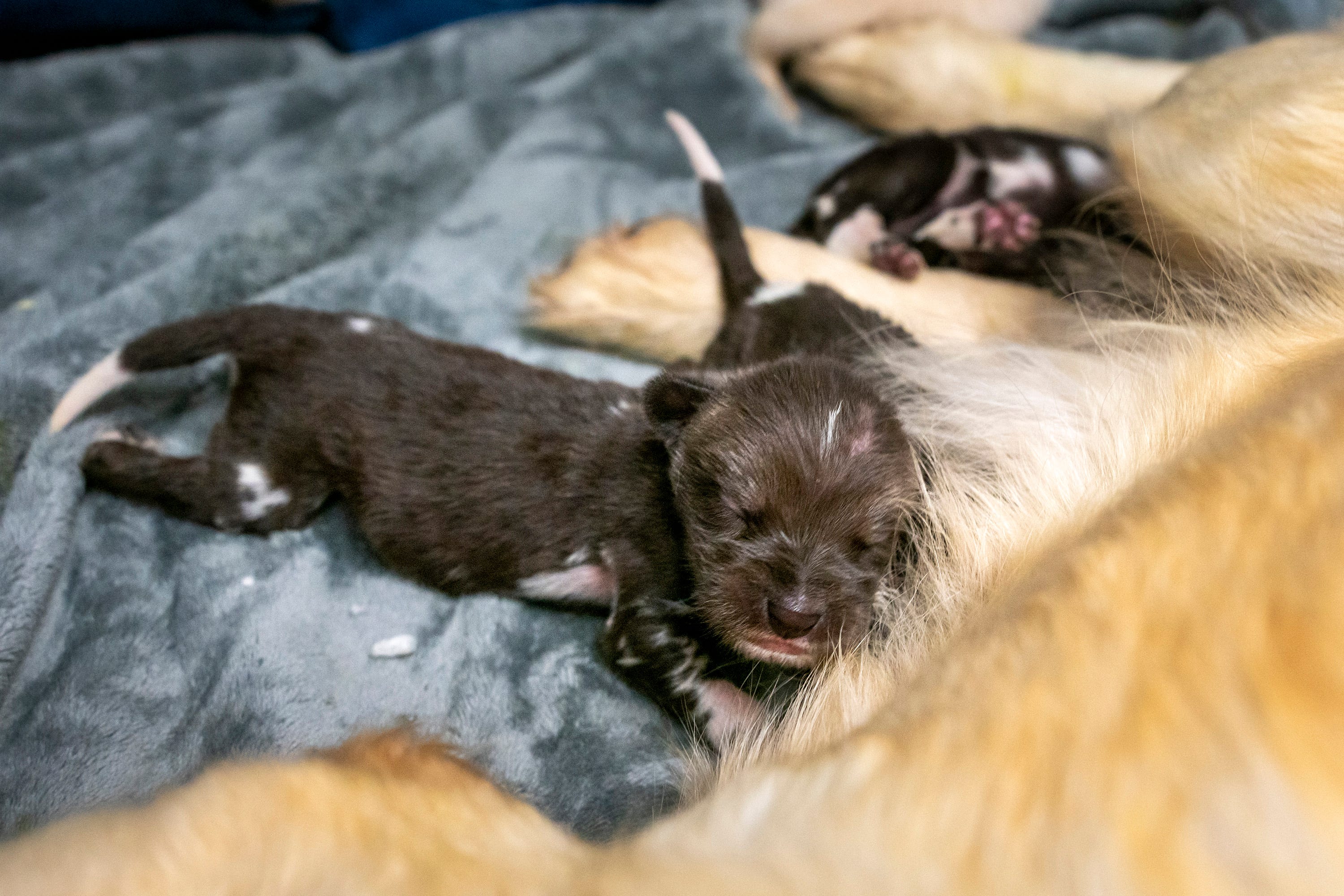 Golden Retriever Mom Steps In To Save 3 Rare African Painted Dog Pups ...