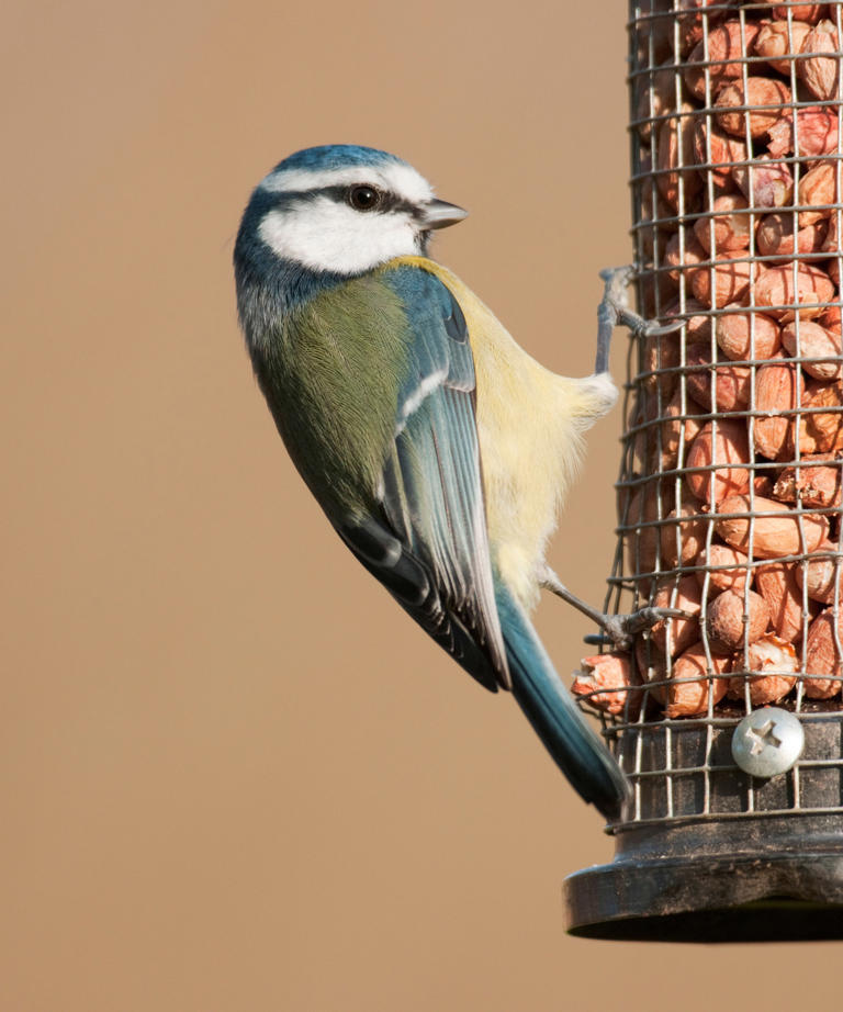 What not to feed birds 8 common foods which could cause them harm