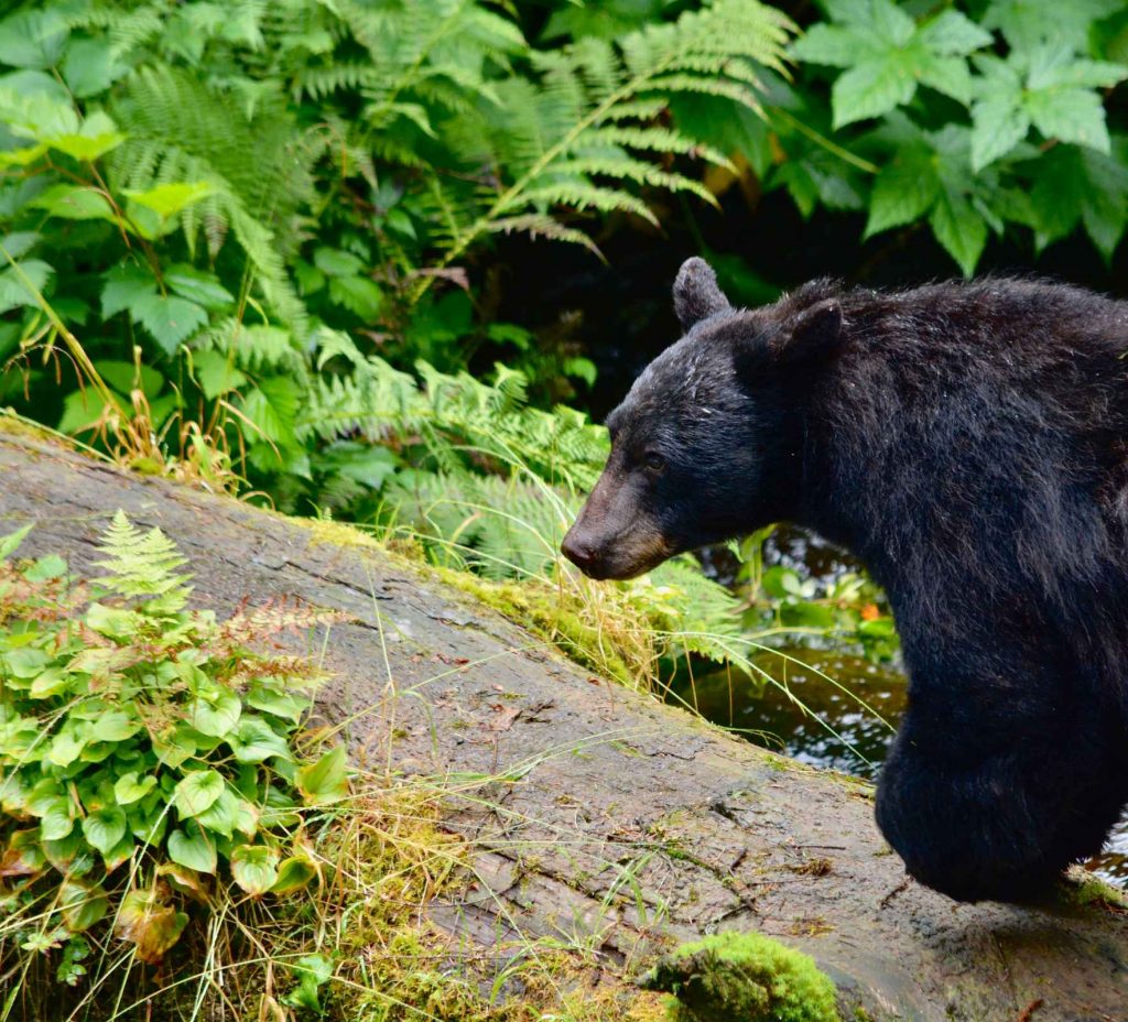 <p>Furthermore, the claws of a black bear are typically shorter than those of a grizzly bear, providing another distinguishing characteristic.</p> <p>Identifying each species can be more accurately done by examining their shoulder structure, the shape of their face, or the length of their claws. Grizzlies are characterized by a prominent hump located on their shoulders, a feature absent in black bears. The facial structure also varies, with grizzlies having a more dished nose compared to the flatter profile of the black <a class="wpil_keyword_link" href="https://www.animalsaroundtheglobe.com/bears/" title="bear">bear</a>.</p> <p>While American black bears typically differ in size and hue from grizzly bears, distinguishing between them can occasionally be challenging. There are instances where black bears match or even surpass the size of grizzlies. Moreover, black bears sometimes display a coat color akin to the brown shade found in grizzlies.</p>
