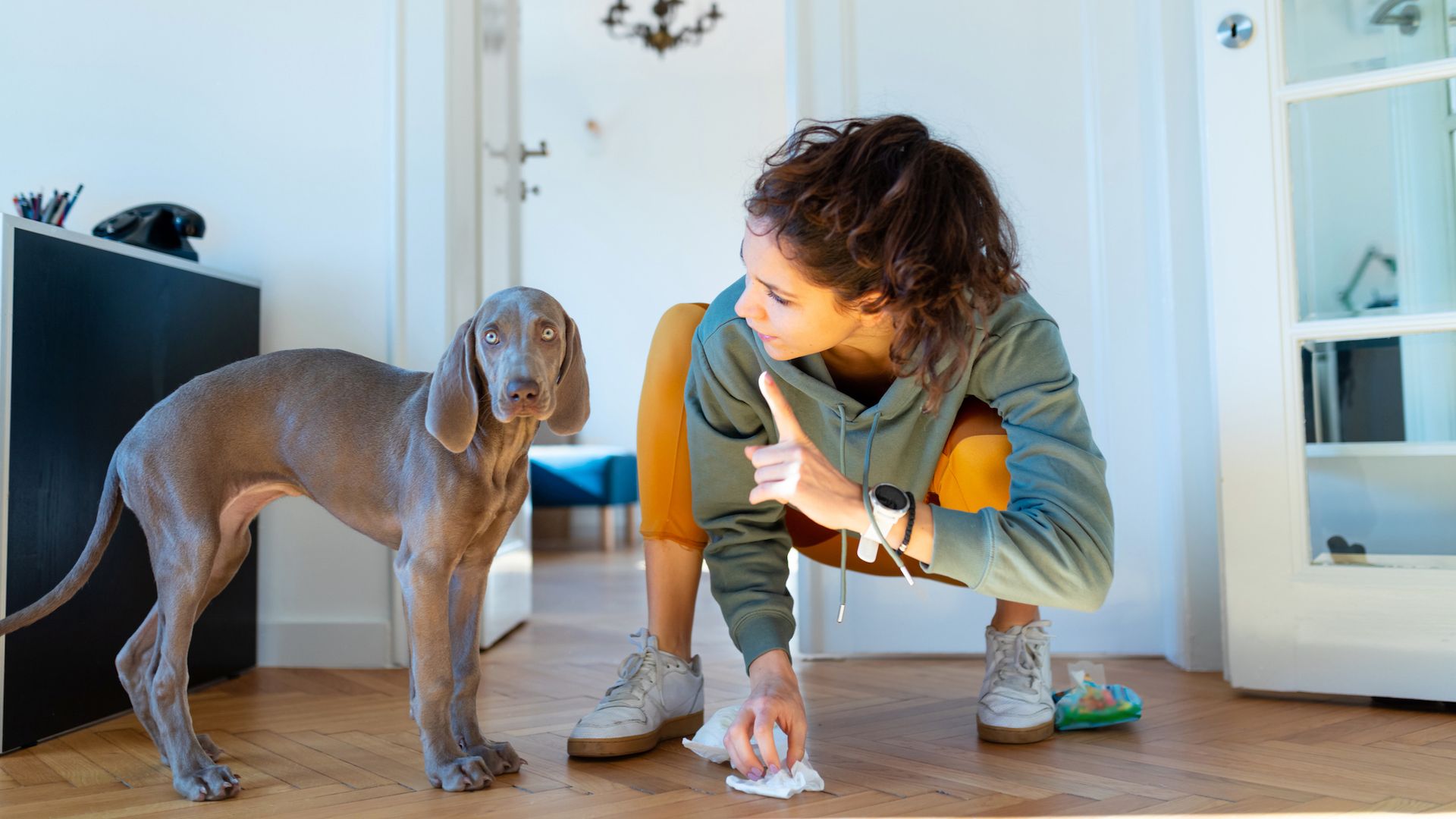 <p>                     Unless you acquire an adult dog, you will be required to go through the mandatory spell of clearing up messes, carpet-cleaning pee stains and getting up in the night to let your puppy outside to do his business.                   </p>