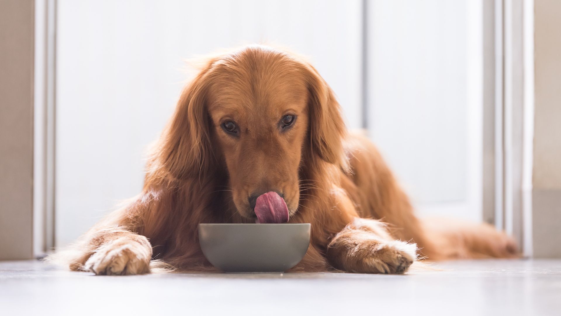 <p>                     Dogs might not quite rack up the weekly shopping bill that humans do at the grocery store, but the cost of high-quality dog food is significant. The more nutritious the food, typically the higher the price. Especially galling when you’re having to pick up what comes out the other end...                   </p>