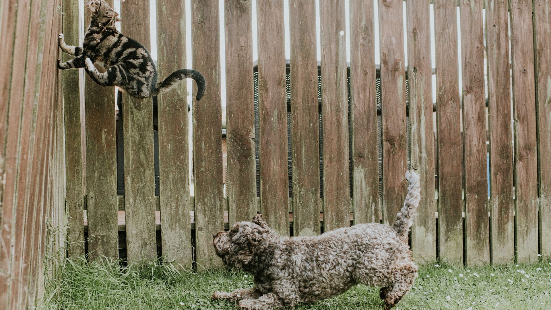 <p>                     Less bad if it’s a deer, a rabbit, a squirrel, but if your dog chases – worse still catches – the neighbor’s cat or guinea pig, there will be some uncomfortable conversations.                   </p>