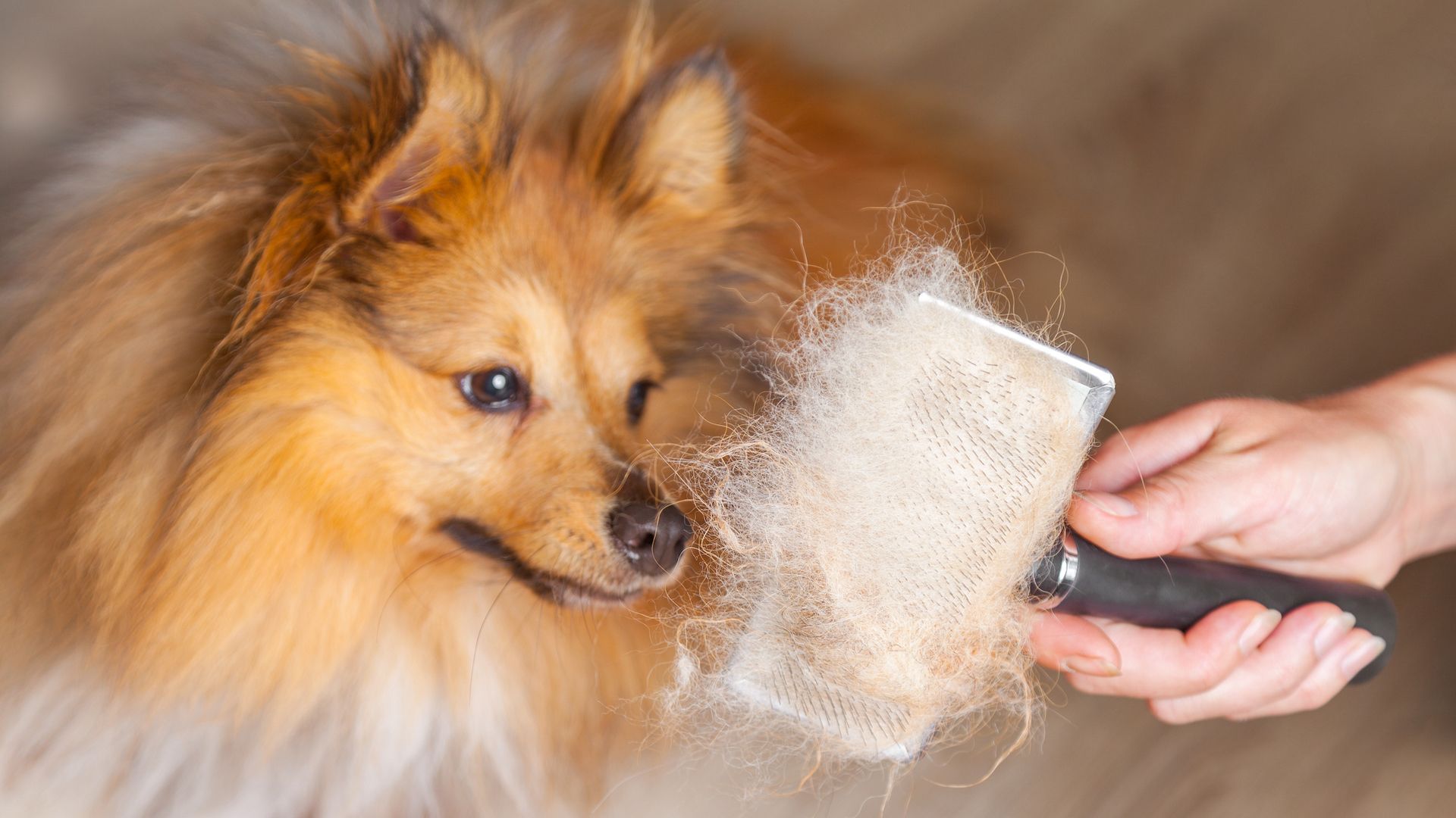 <p>                     Dogs shed their furry coats, some breeds all year-round. Even the so-called hypoallergenic breeds still shed some hair, just much less than the others. You’ll find hair all over the floor, on the soft furnishings, sometimes even in the food. A good dog-specific vacuum cleaner is a must.                   </p>