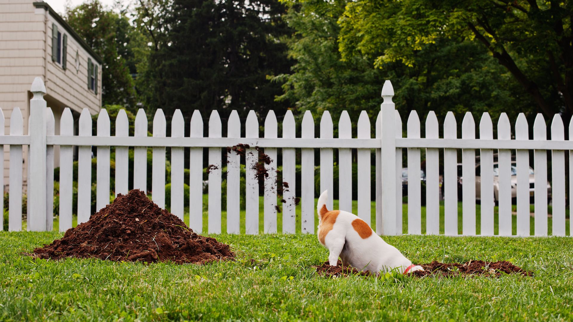 <p>                     Most dogs, and especially Terriers, love to dig, especially a nice, pristine lawn. Not only does this destructive habit wreak havoc on your beautifully landscaped garden but it can also lead to the dog managing to escape from your yard under the fence.                   </p>