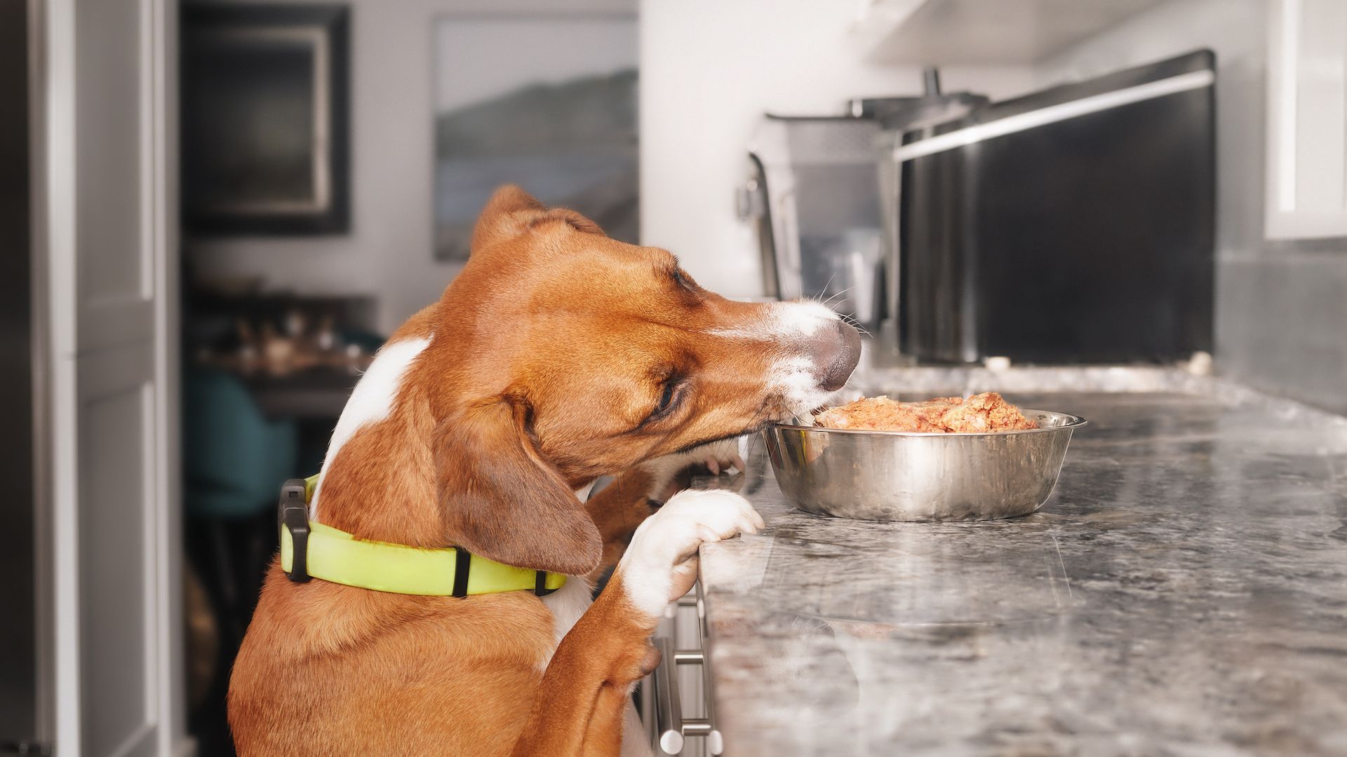 <p>                     There are dogs that cruise around the countertops, hoping for snacks, and there are the really audacious ones that will steal a whole roast from the middle of the table.                   </p>