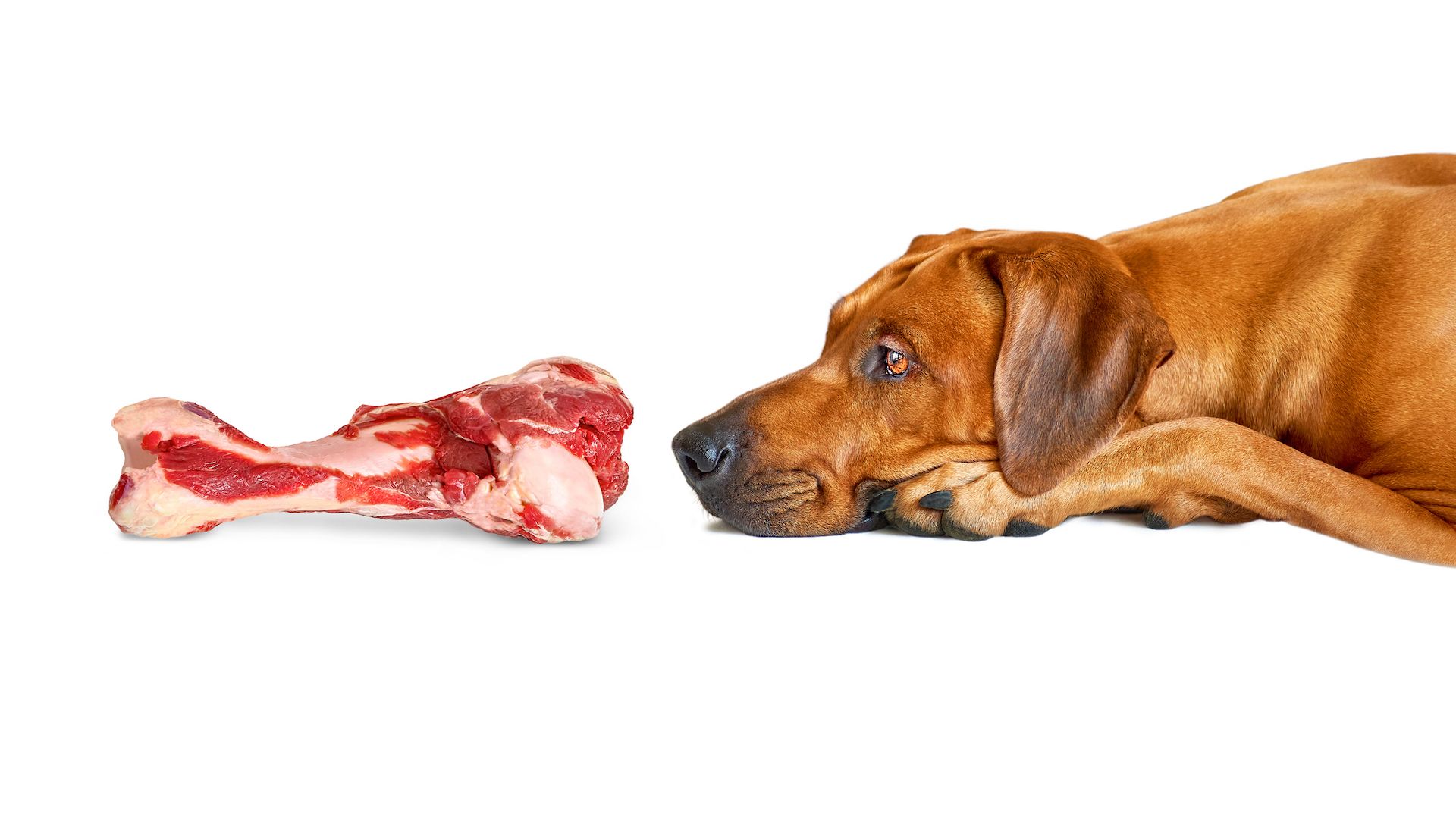 <p>                     Dogs require a diet that is rich in meat, which is a) expensive; and b) against some people’s values. Over nine million Americans are vegetarian, a growing number, and some of these do not like to handle meat, even if they are not going to eat it themselves. Plant-based diets are available for dogs, but these are rare and the <a href="https://www.bva.co.uk/" rel="nofollow">British Veterinary Association</a> does not recommend giving a dog a vegetarian or vegan diet as it’s tricky to get the correct nutrient balance, and there is insufficient scientific evidence currently to promote it.                   </p>