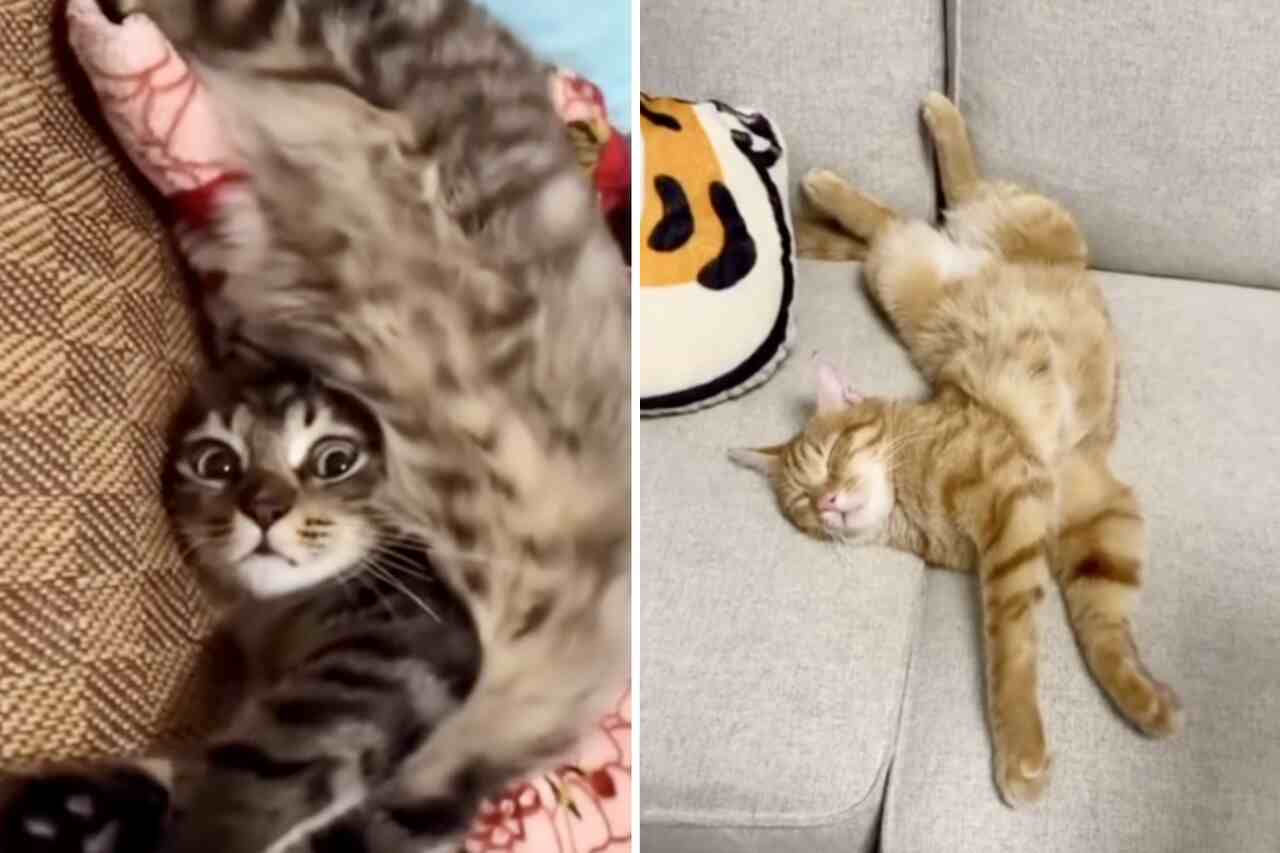 vídeos mostram gatos em posições bizarras e com muita flexibilidade