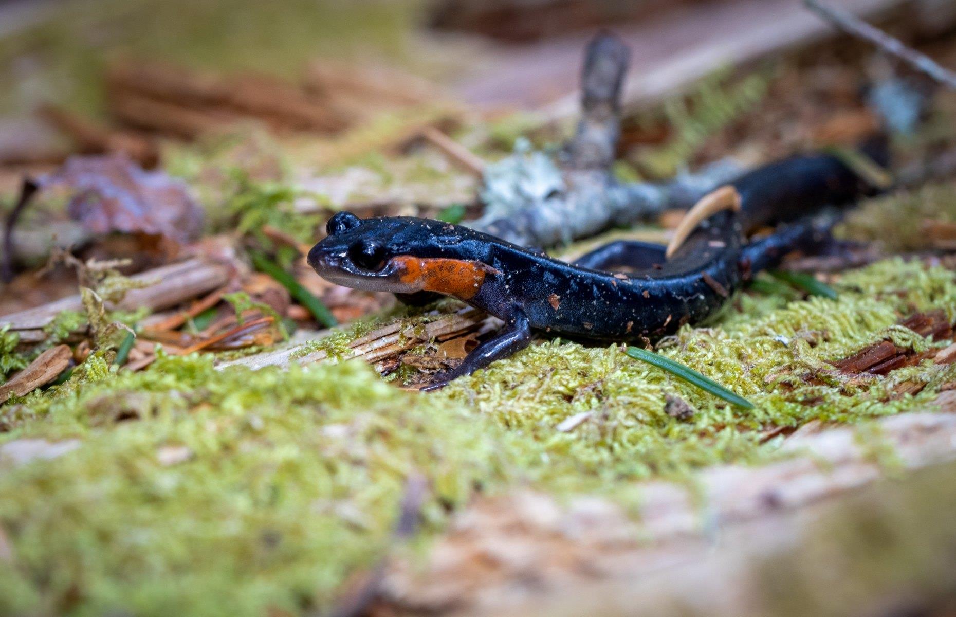 <p>According to UNESCO, the Great Smoky Mountains possess what is probably the greatest variety of salamanders in the world. Thirty-one different species dwell here, which is deemed to be a strong indicator of how healthy the wider ecosystem is. Other notable animal inhabitants of the Smokies include black bears, white-tailed deer, and elk, which were reintroduced in 2001 and are best spotted in the Cataloochee Valley. More than 240 types of bird and around 50 kinds of fish can also be found here.</p>