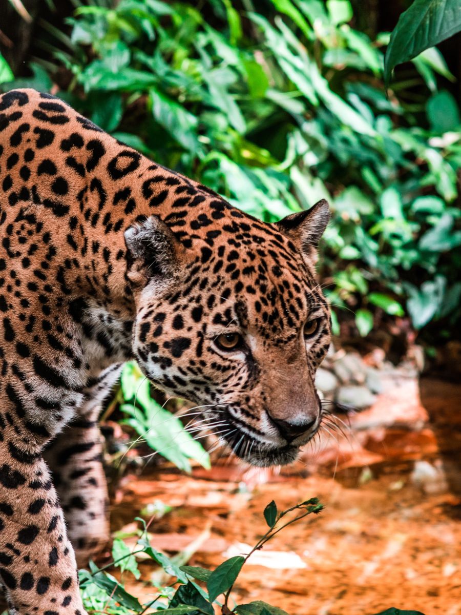 Jaguar in the Belize Zoo.