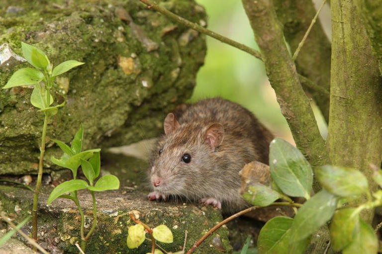 DIY spray that will keep rats out of your garden and plants that will