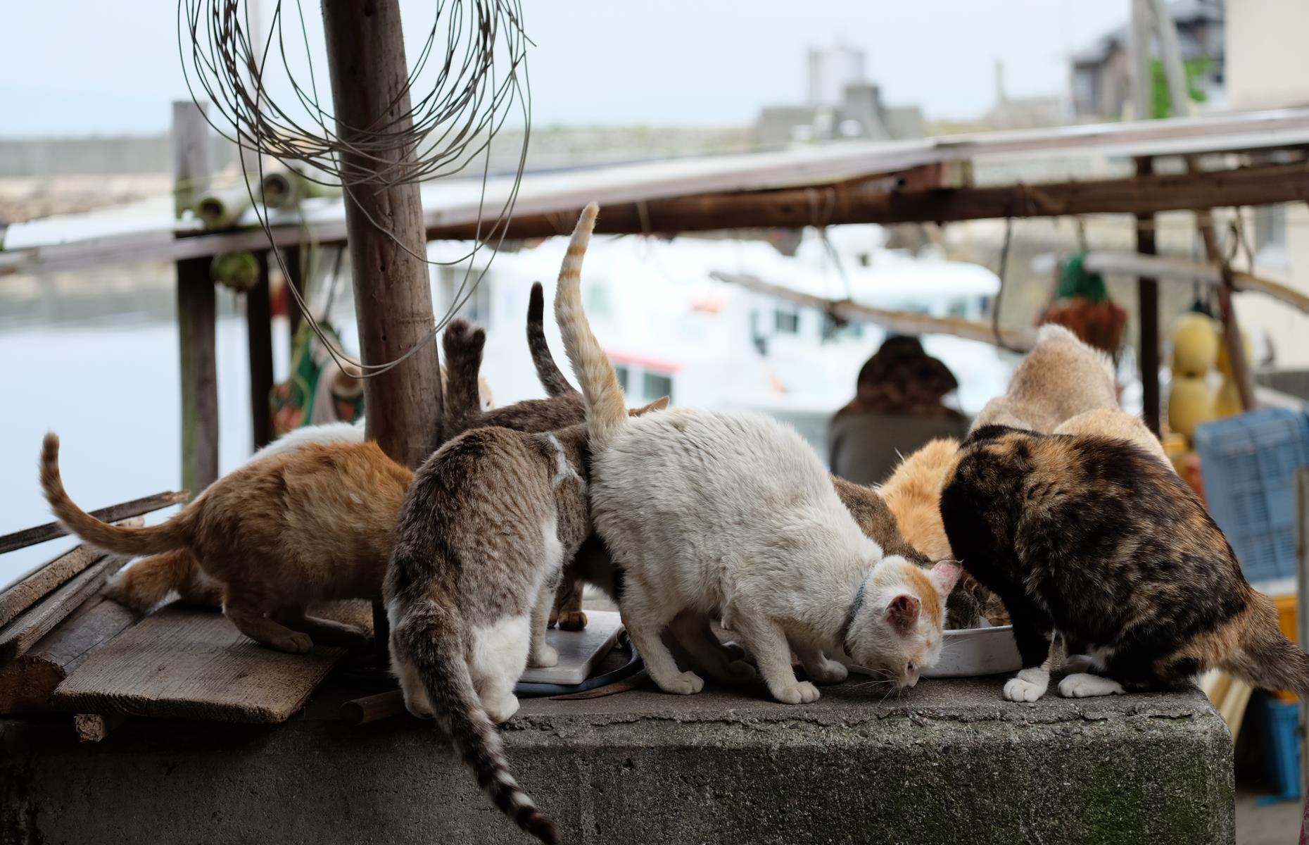 Cats island. Остров Аосима остров кошек. Остров Тасиро Япония. Кошачий остров Тасиро. Тасиро остров котов в Японии.