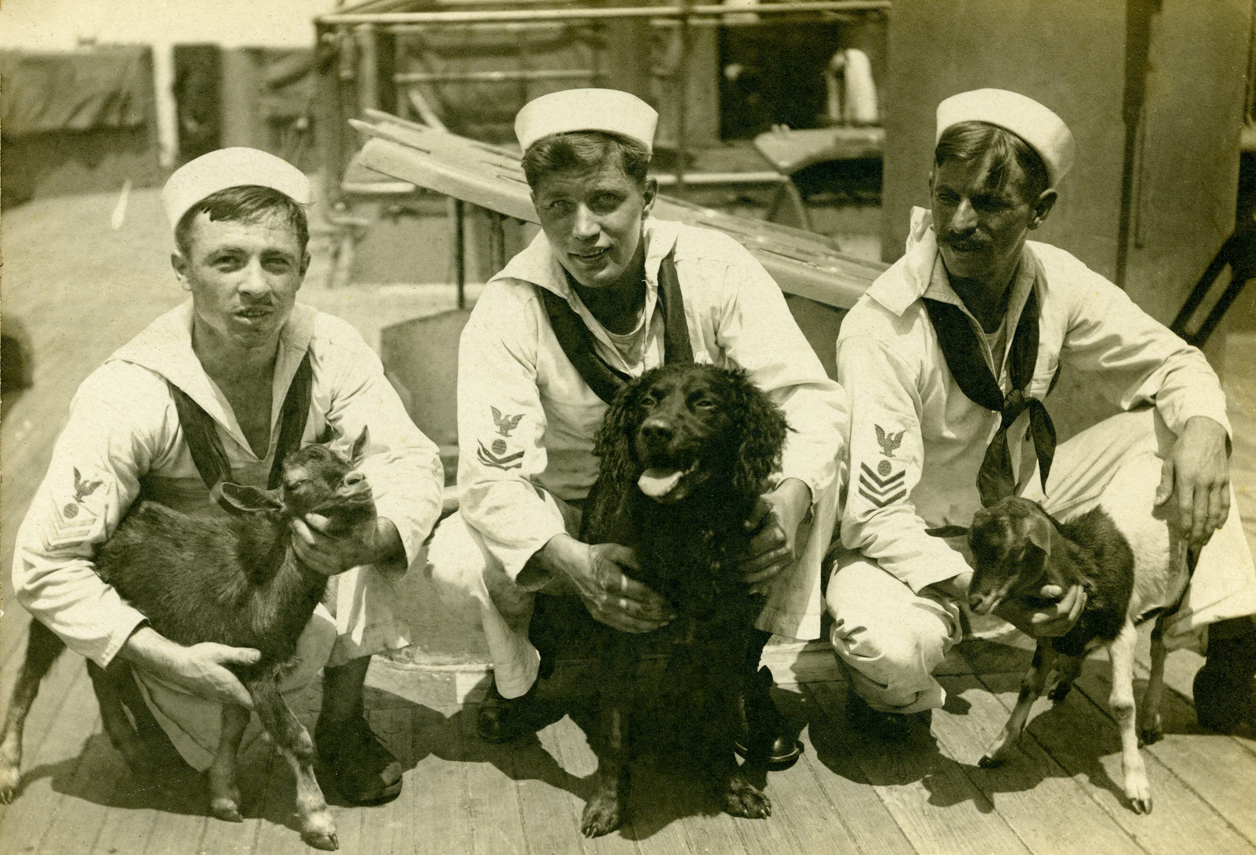 Photos show dependable sea dogs serving alongside US sailors in the Navy