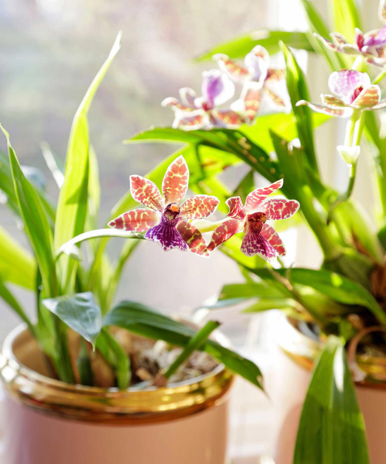 Types of orchids – 10 stunning varieties for your home