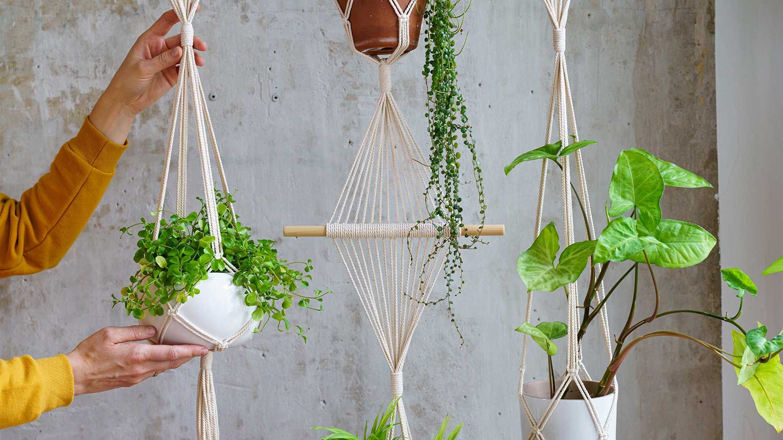 How To Hang A Plant From The Ceiling 3 Tips To Take Your Houseplants   AA1m0lGZ.img