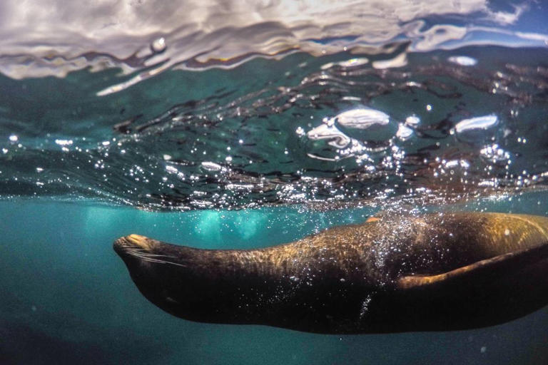 Galapagos Adventure: The Must-Visit Islands on the Archipelago