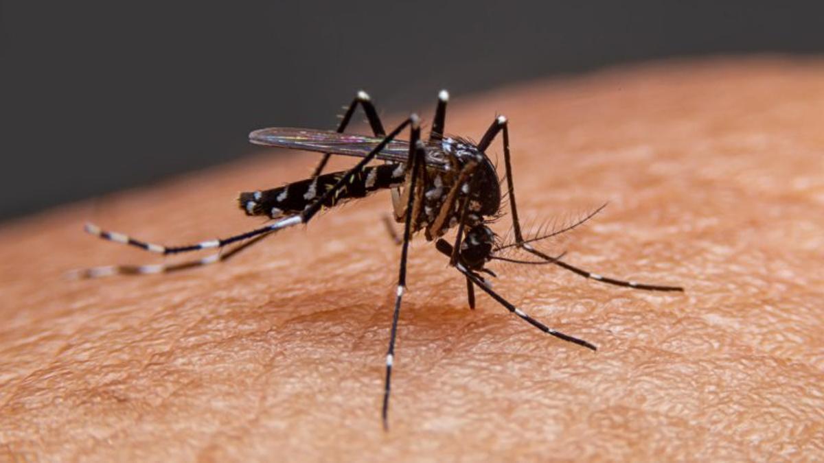 dengue: en lo que va de año hubo 252.000 casos y casi 200 muertes, con la región centro liderando abrumadoramente los contagios