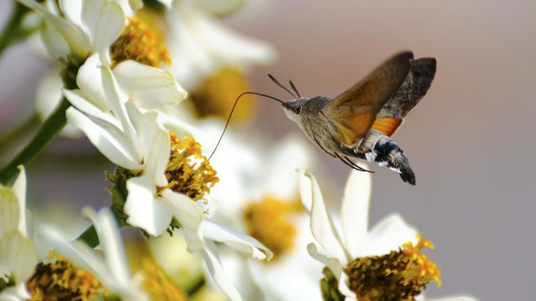 Why You Should Think Twice About Repelling Moths From Your Garden