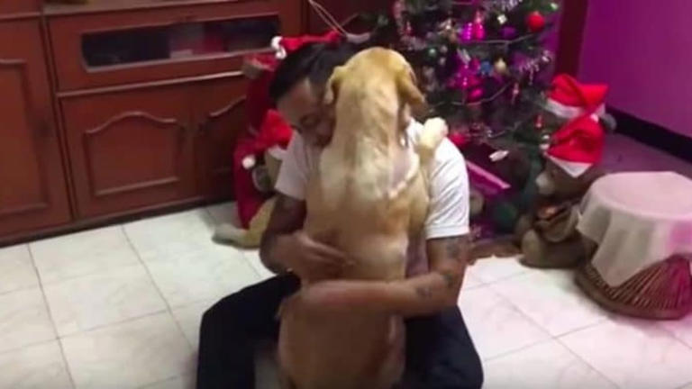 Beste kerstcadeau ooit: hond herenigt zich met zijn mens na zware operatie, de video laat je in tranen achter