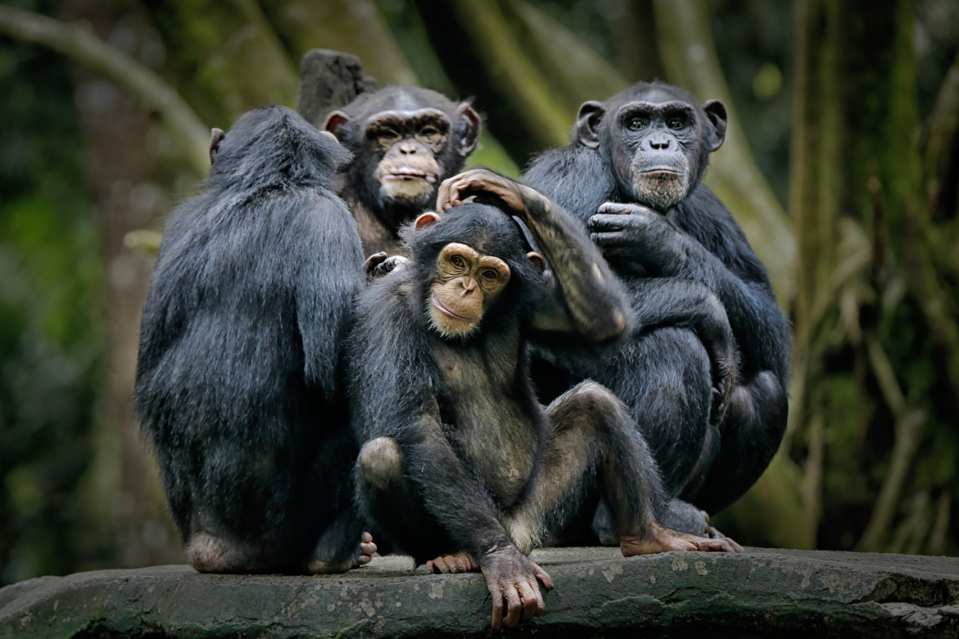 Chimpansees