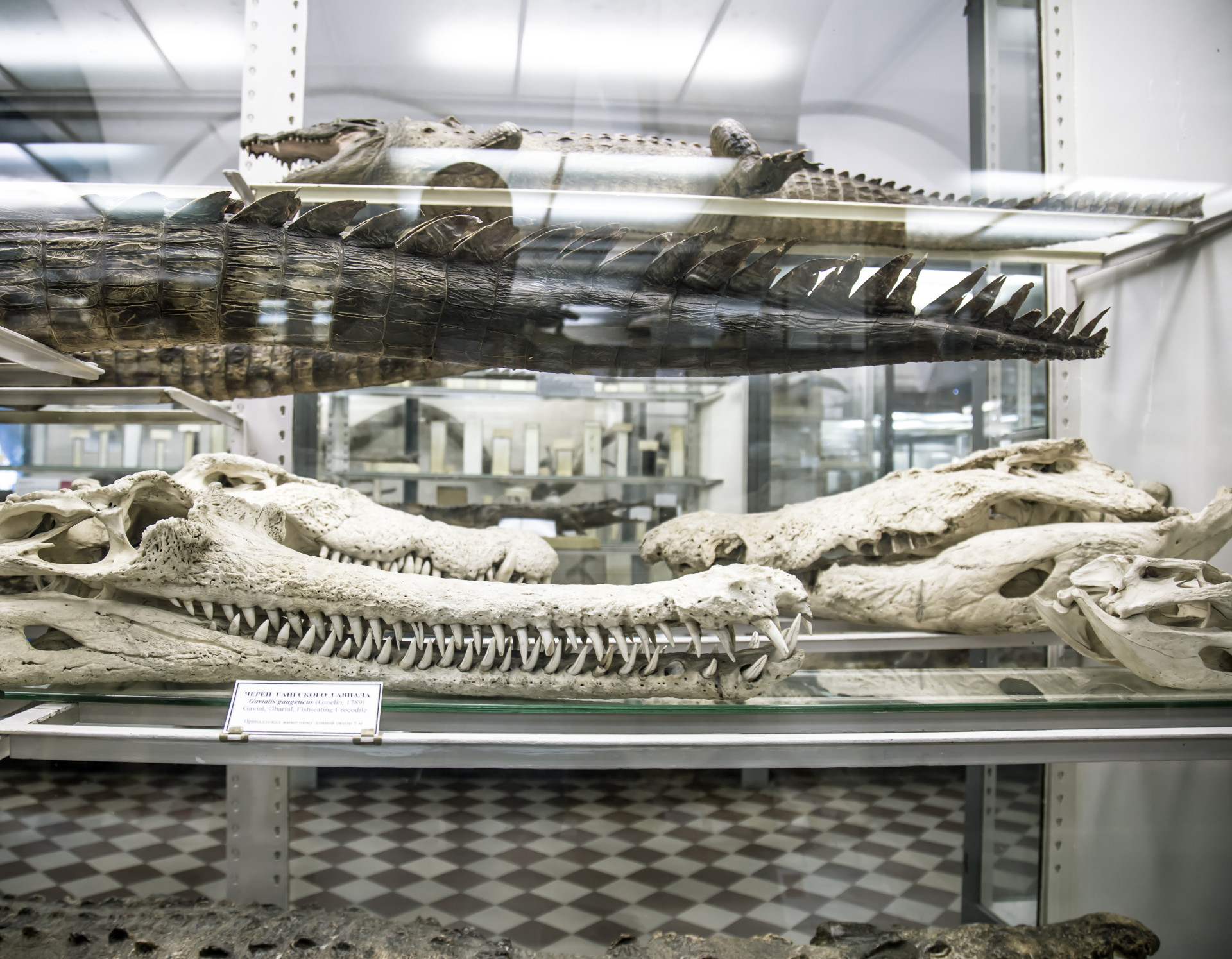 Forensisch onderzoek naar wilde dieren