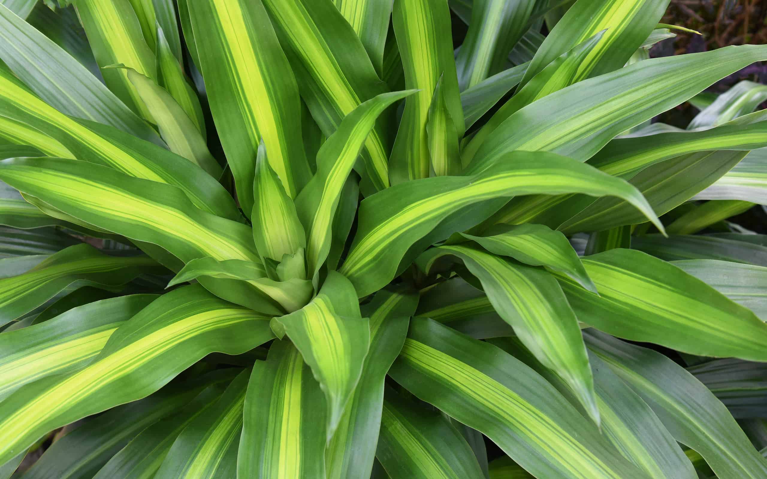 10 Types Of Dracaena And How They Are Different