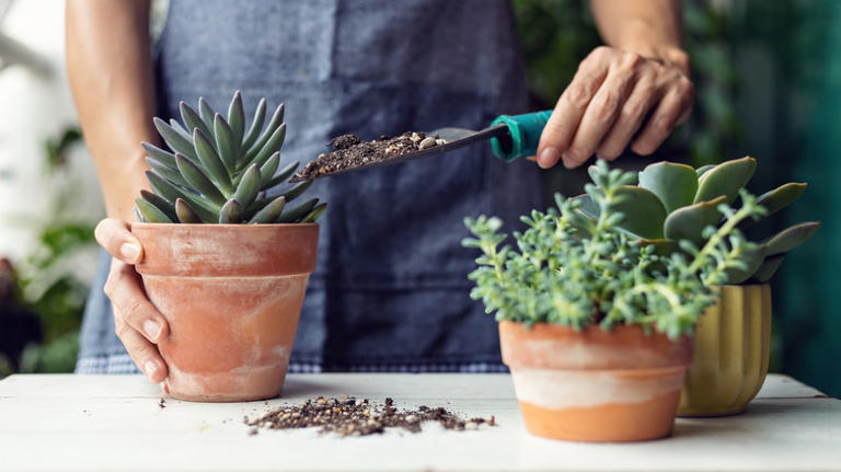 The Budget-Friendly DIY Garden Project To Display Plants Using This ...