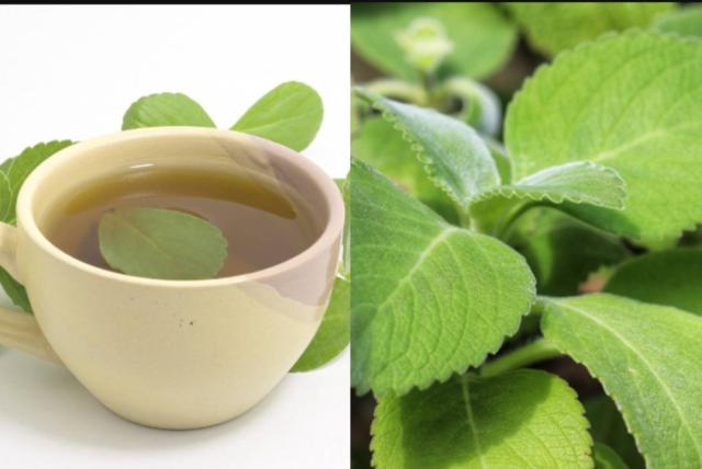 planta medicinal de acetaminofén: aprenda a hacer té de boldo y conozca sus propiedades