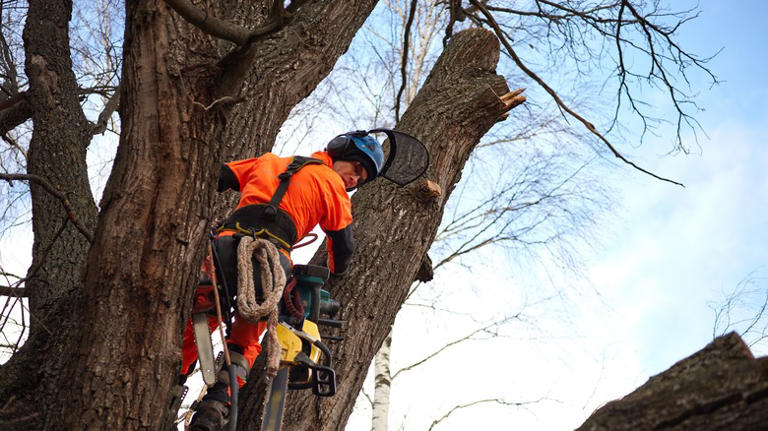 The Best Time Of Year To Prune Your Oak Trees