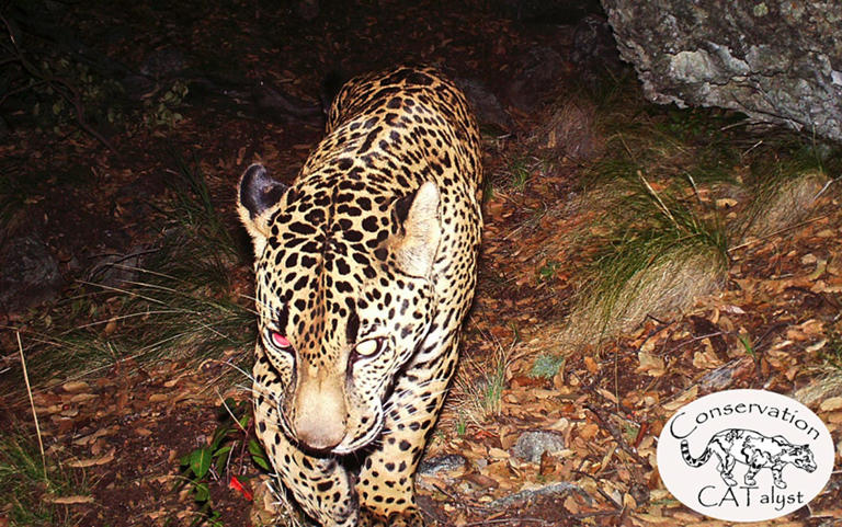 Yet another jaguar spotted in Arizona? Trail camera captures 8th seen ...