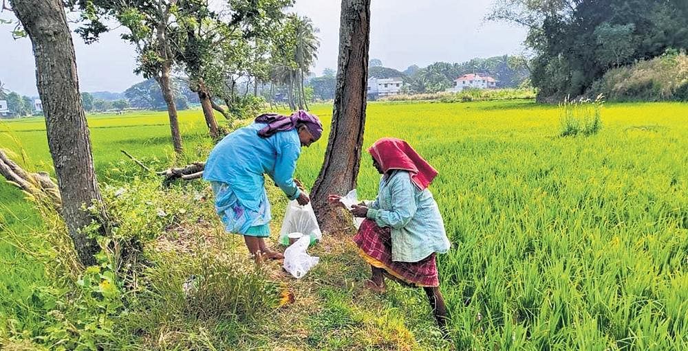 Power disconnection threat adds to farmers’ woes in Kerala