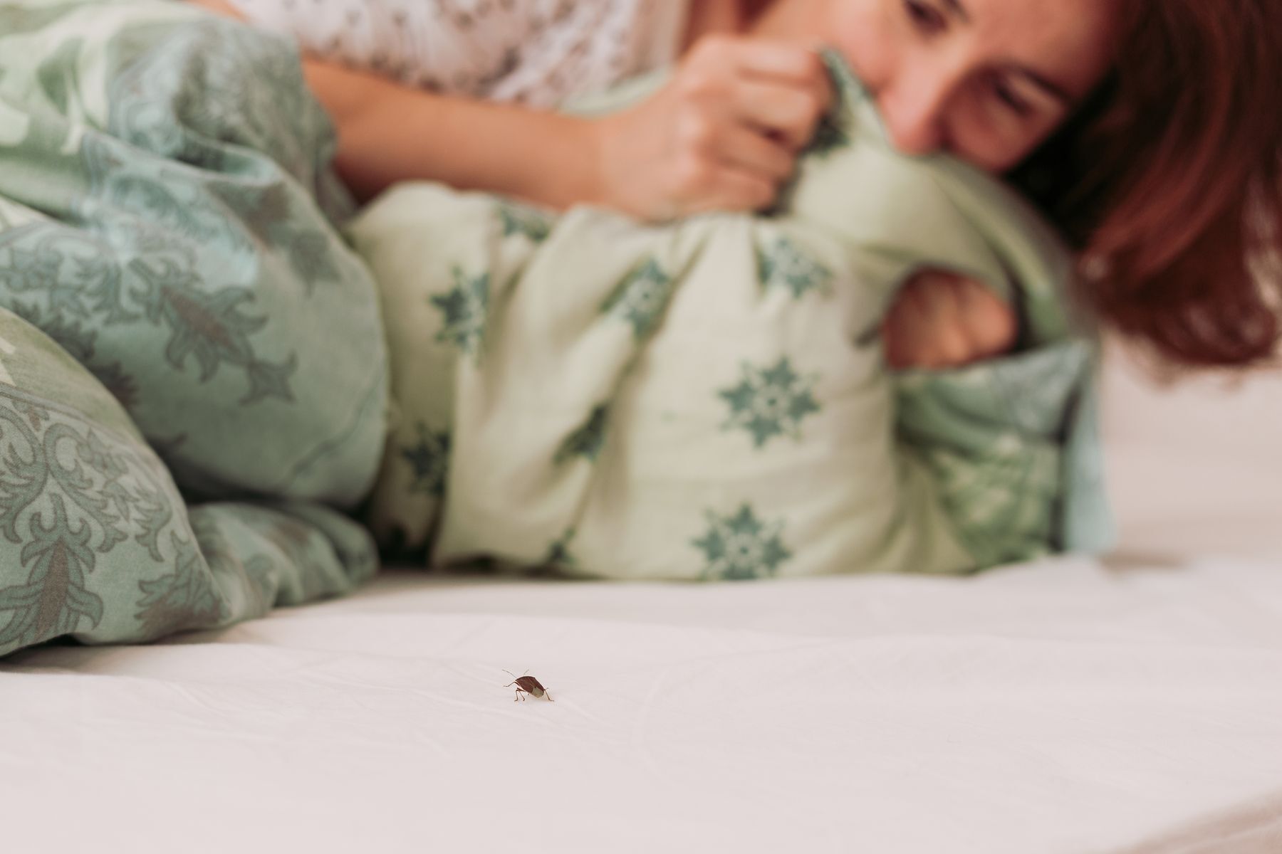 15 mind blowing facts about bedbugs