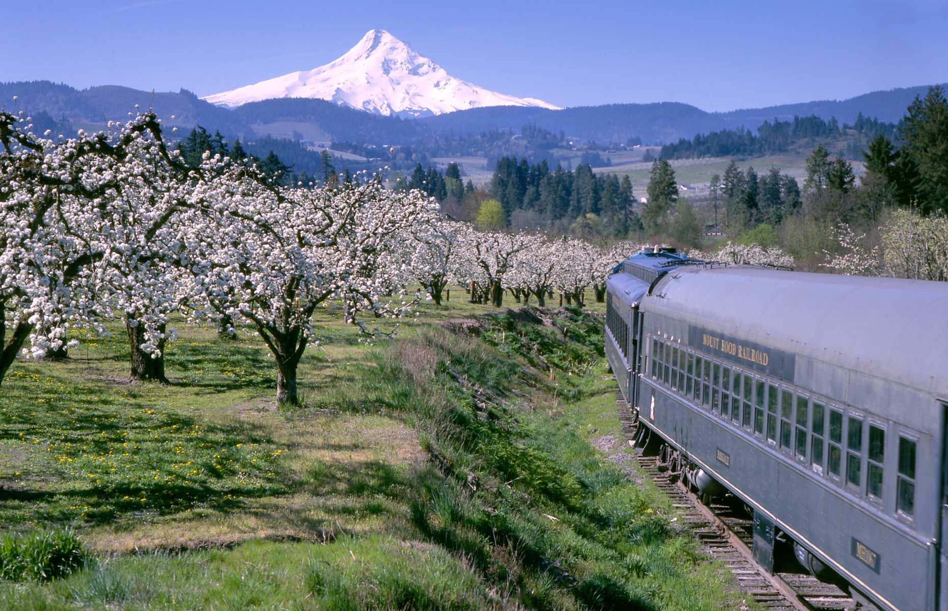 <p>The snow-capped peak, the fluffy tree blossom, the romance of train travel – it could barely be a more inviting scene. Riding the Mount Hood Railroad is a bucket-list experience, starring Oregon's highest point (an active volcano) and the striking valleys of the Columbia River Gorge.</p>  <p>Trips are laid on throughout the year, including special excursions for Christmas, Easter, and Halloween, swinging through woodlands, vineyards, and orchards with Mount Hood and Mount Adams looming above. Hold onto your hat as the train navigates one of only five switchbacks remaining in the US.</p>