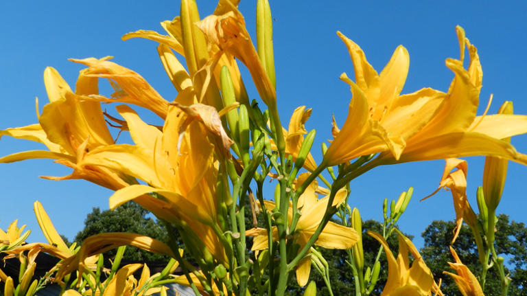 Gardening Mistakes That Can Hinder The Growth Of Your Daylilies
