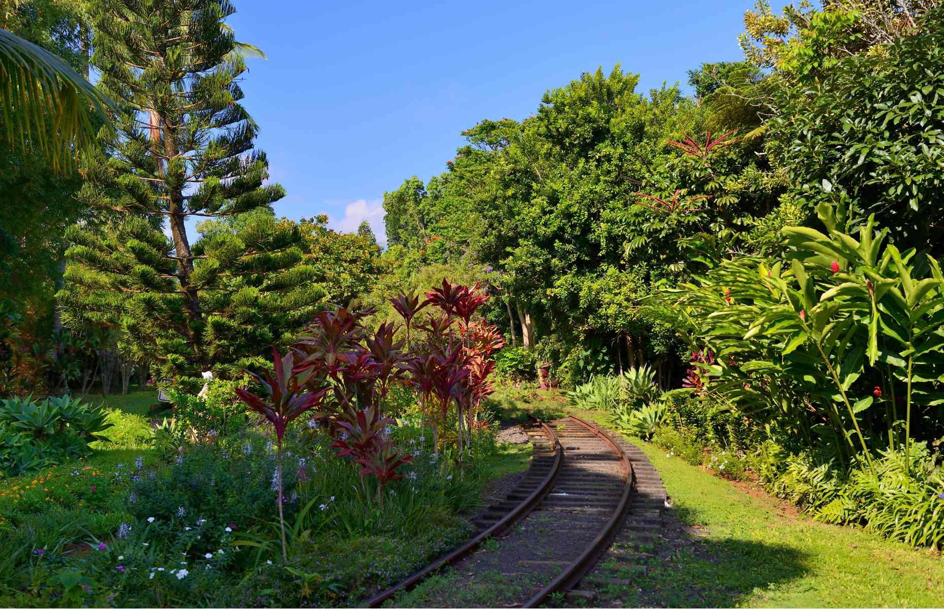 <p>On Hawaii’s oldest island, you can learn about the original sugar cane and taro crops that have sustained native Hawaiians since ancient times in a really unique way. The Kauai Plantation Railway tours the 105-acre Kilohana Plantation, where more than 50 varieties of fruit trees, vegetables, flowers, and other plants grow in fragrant orchards, fields, and groves.</p>  <p>The narrated 40-minute journey aboard mahogany-hewn carriages also features a stop to feed the working farm’s animal residents, including pigs, goats, and donkeys.</p>