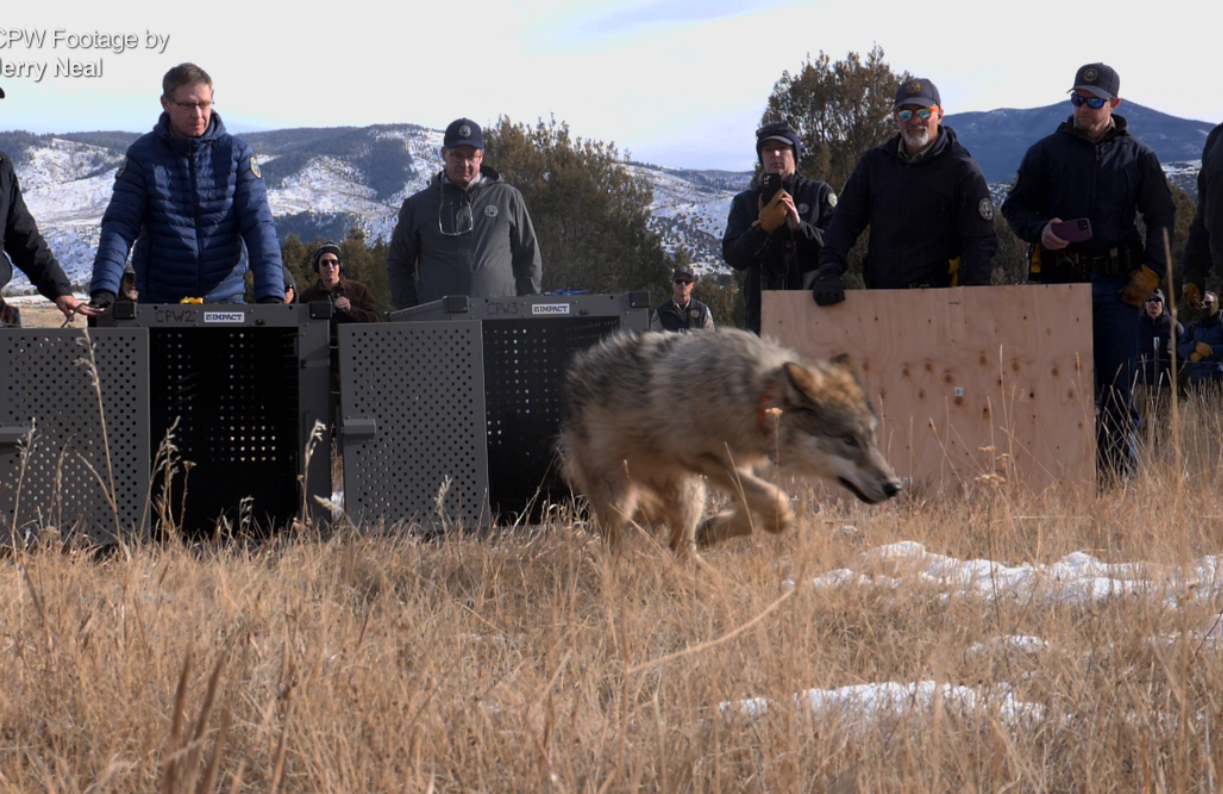 Public Captures First Images Of Colorado's Reintroduced Wolves After ...