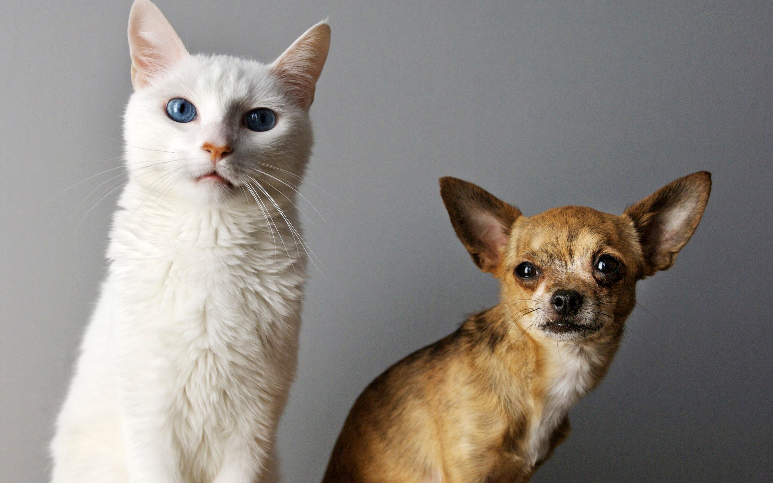 Cats vs dogs which pet is better for your health?