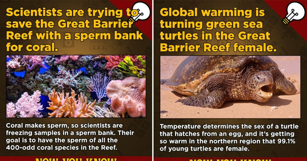 12 Surprising Scientific Facts About The Great Barrier Reef